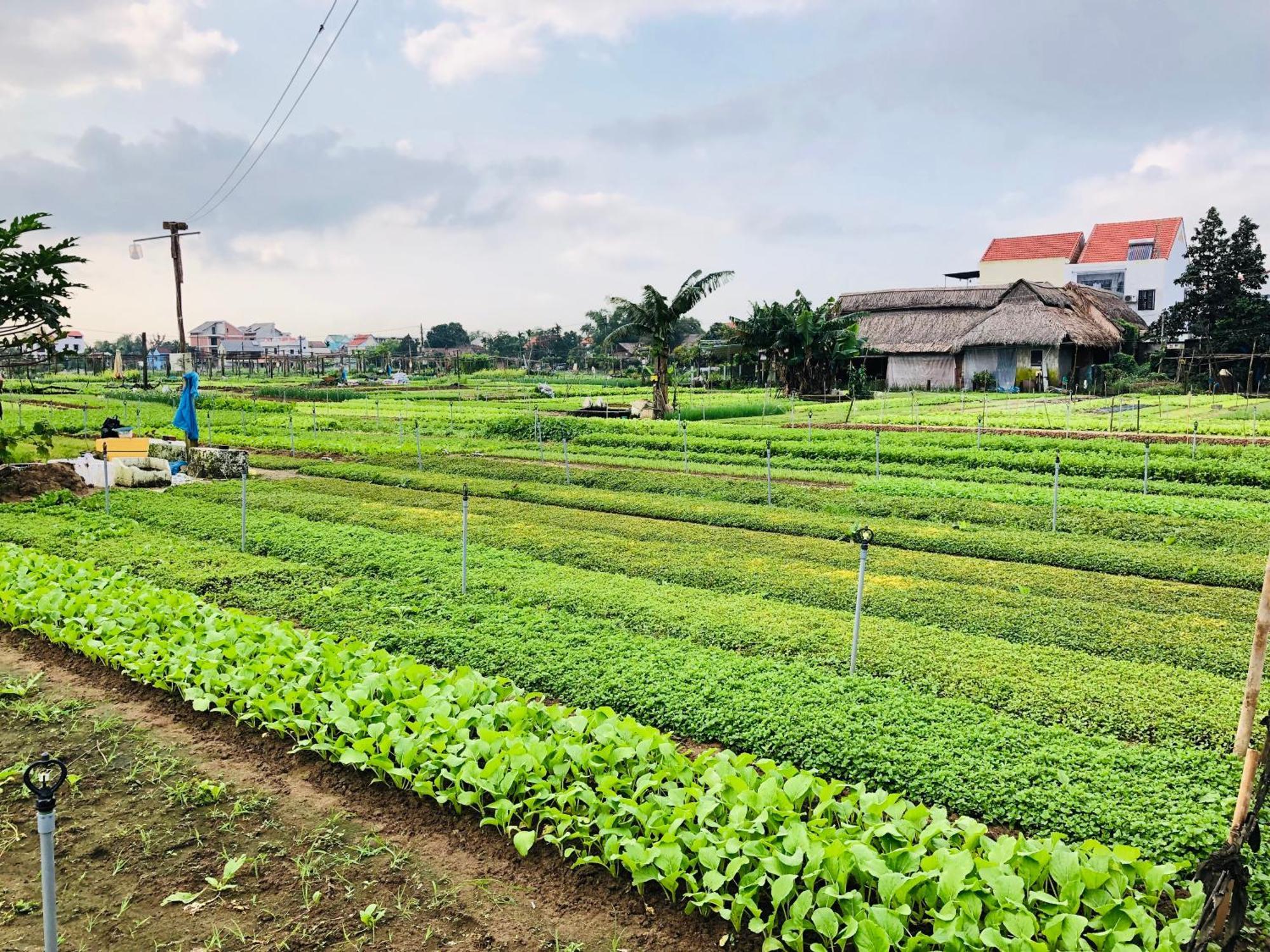 Snow Pearl Homestay Hoi An Eksteriør billede